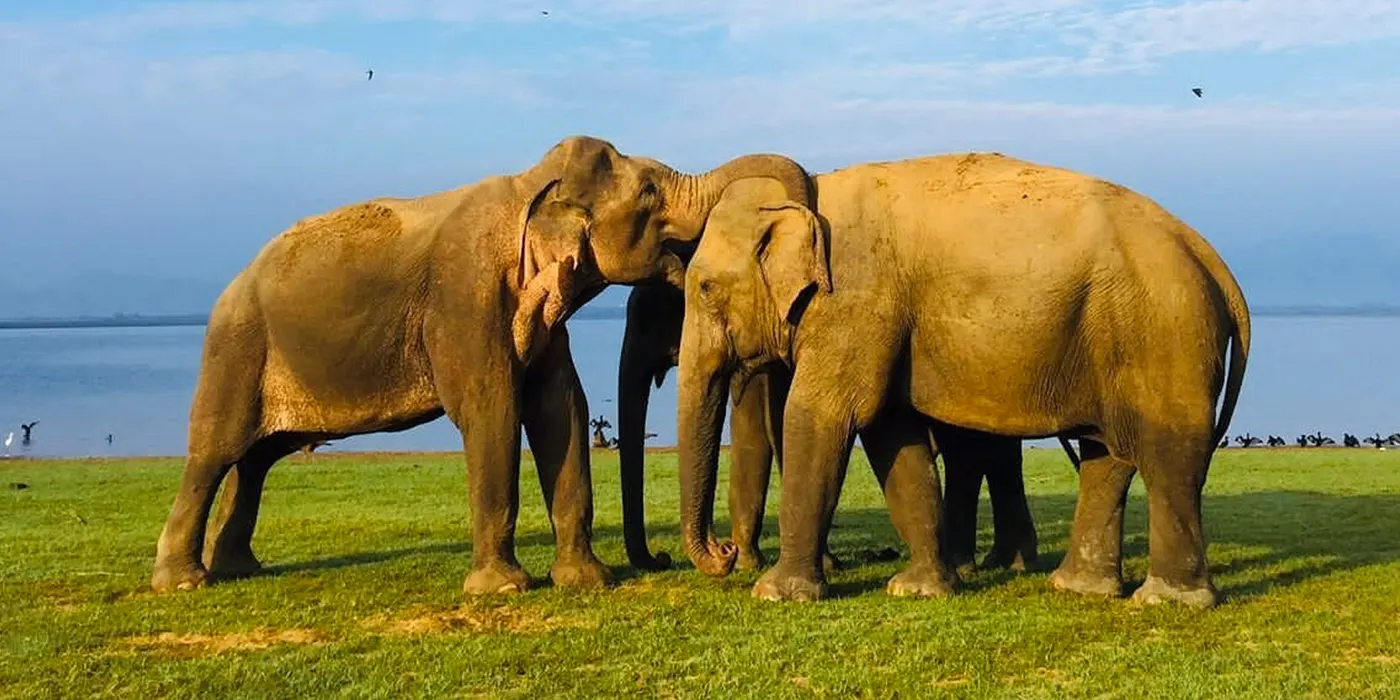 Udawalawe
